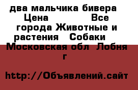 два мальчика бивера › Цена ­ 19 000 - Все города Животные и растения » Собаки   . Московская обл.,Лобня г.